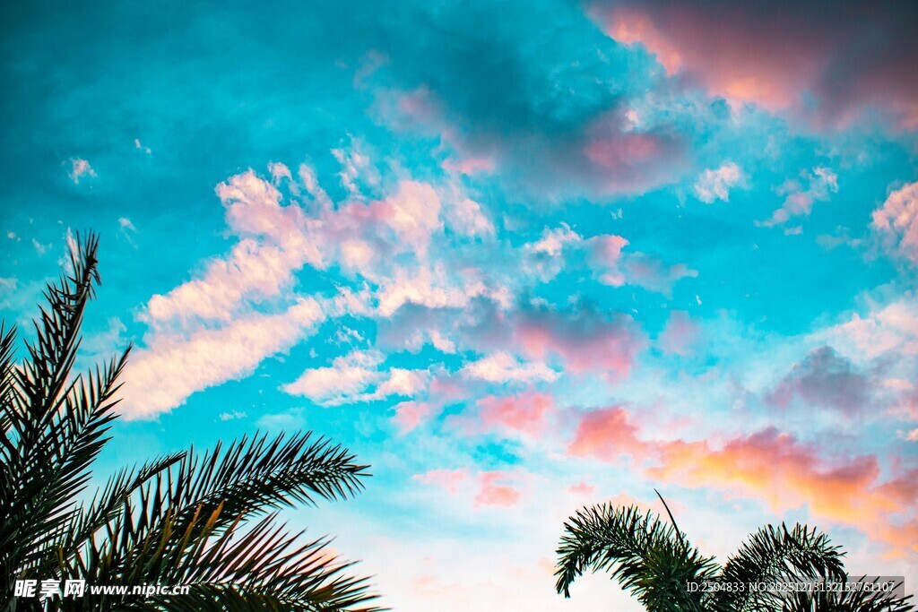 蓝天彩云下的棕榈树