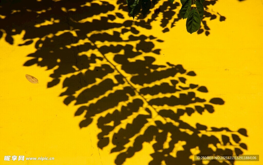 黄色背景下的枝叶特写