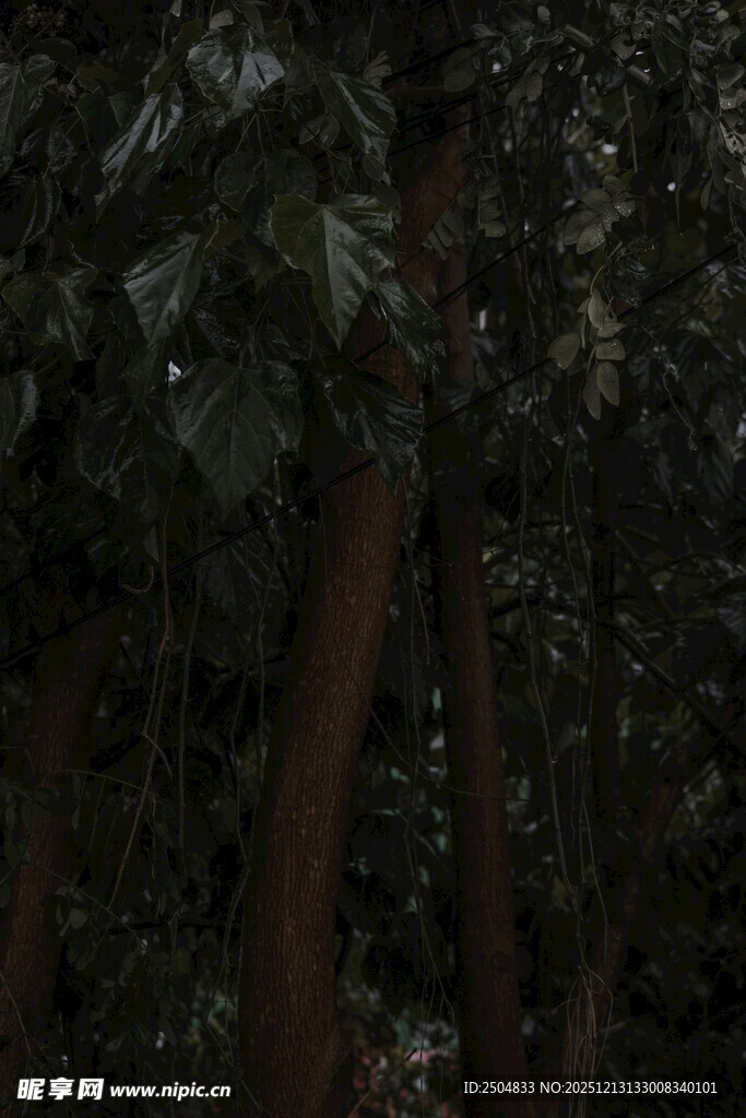 茂密树林中的树干与枝叶