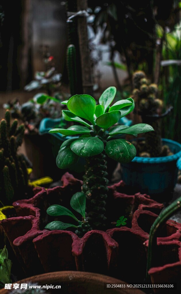 多彩盆栽 室内绿植小景