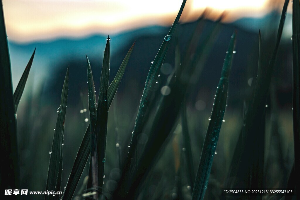 草尖露珠 晨光中的清新景