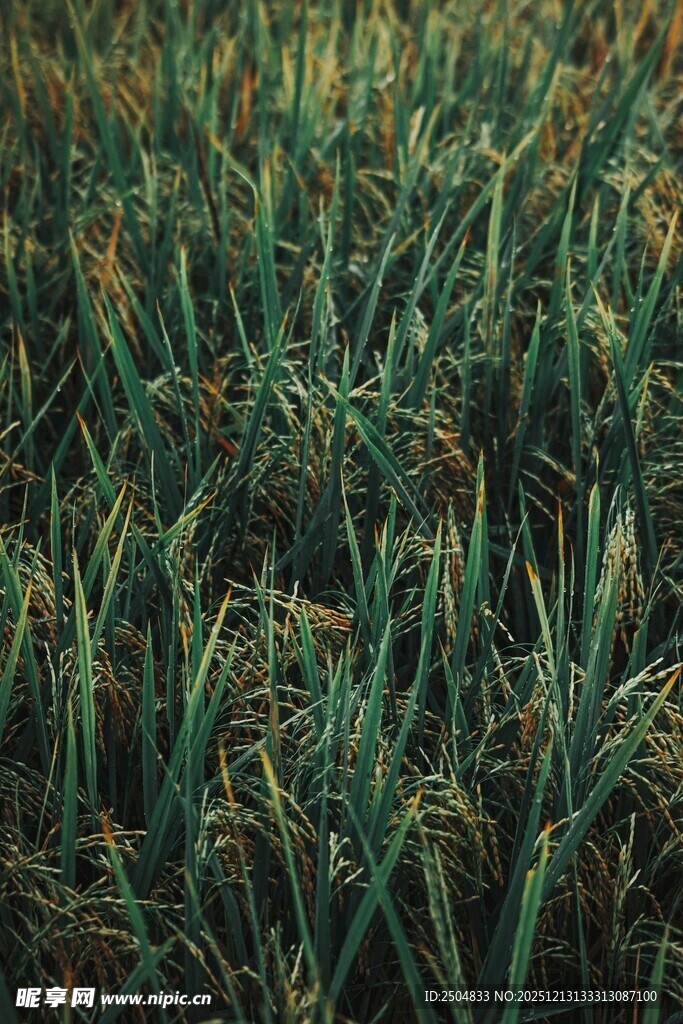 翠绿稻田 生机盎然的景象