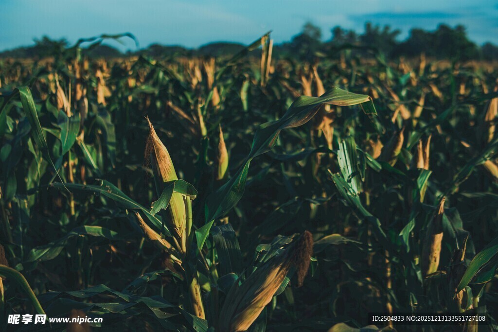 夕阳下的金黄玉米田