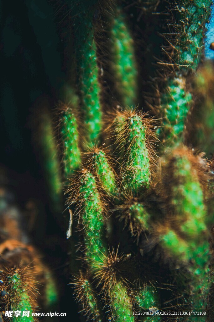 翠绿仙人掌特写