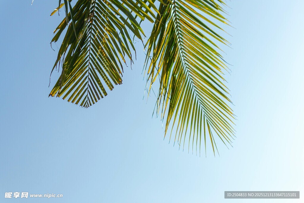 蓝天映衬下的翠绿棕榈叶
