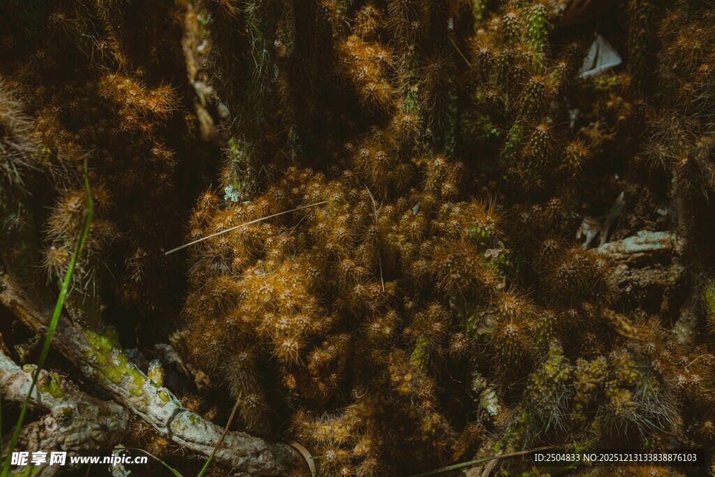 森林中的苔藓植物景观