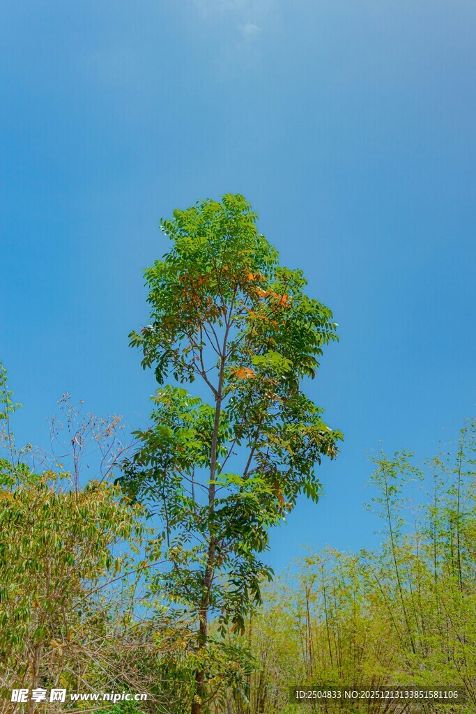 蓝天之下的挺拔绿树