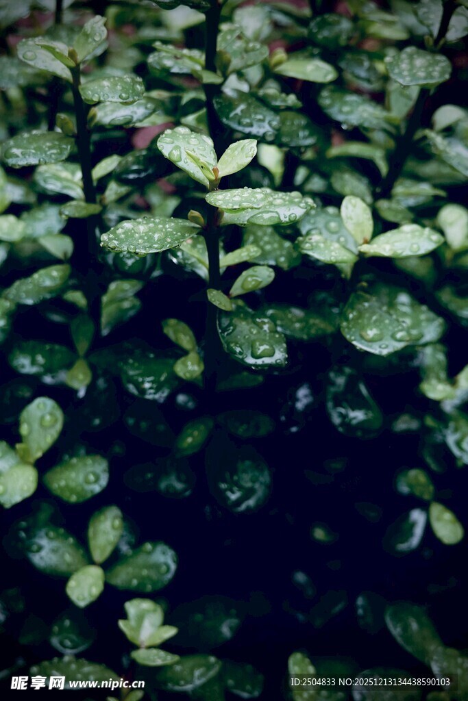 翠绿叶片上的晶莹水珠