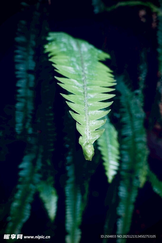 翠绿蕨类叶片特写