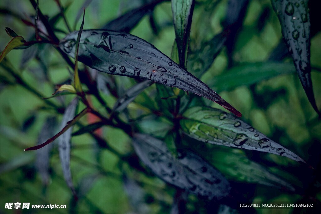 绿叶上的晶莹水珠