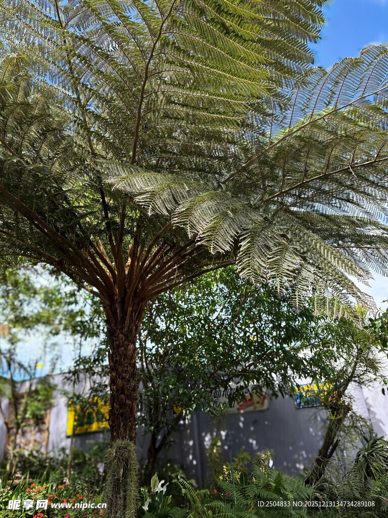 高大蕨类植物与周边景致