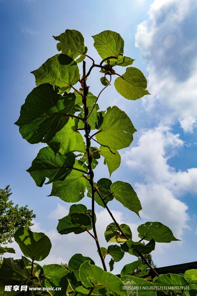 阳光下的翠绿叶片