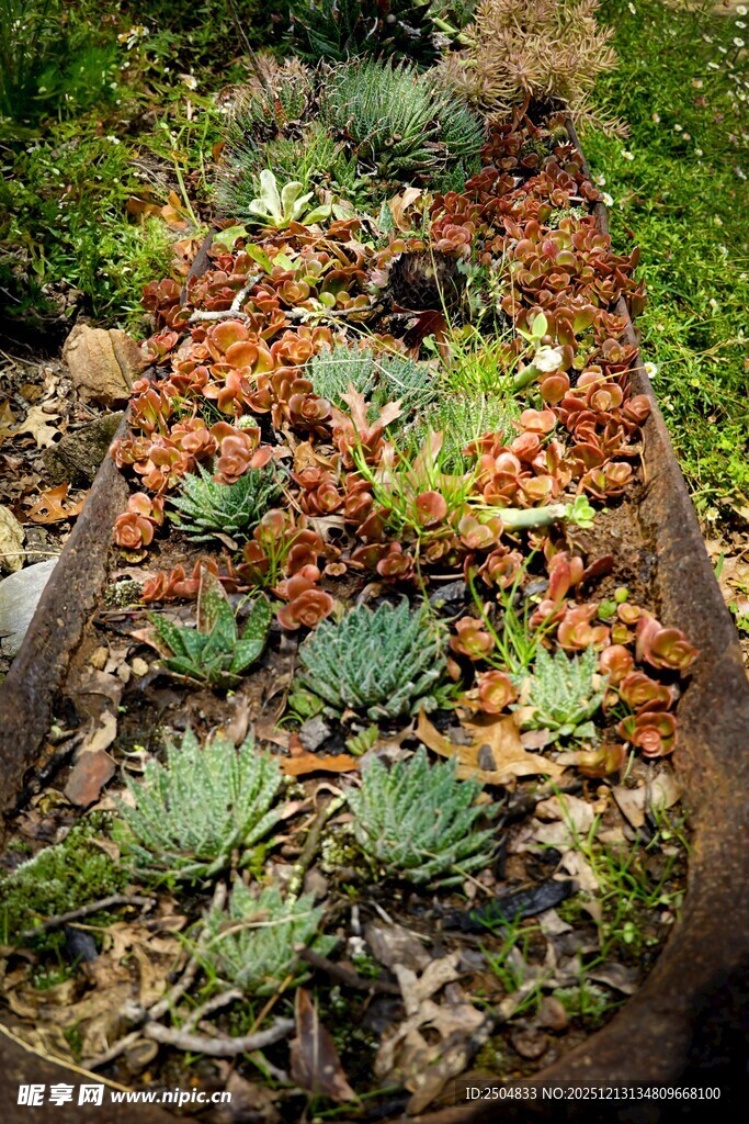多彩多肉植物盆栽景观