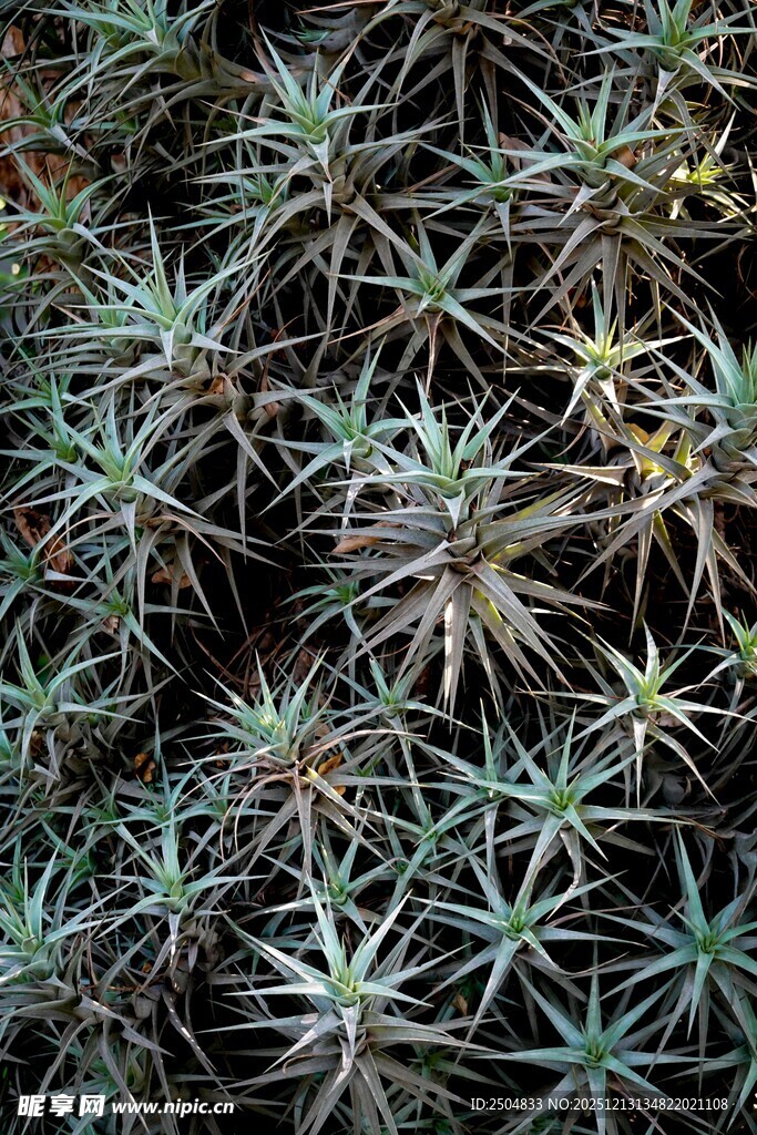 密集丛生的多肉植物