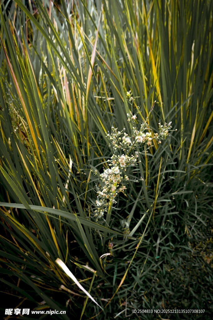 草丛中的白色小花