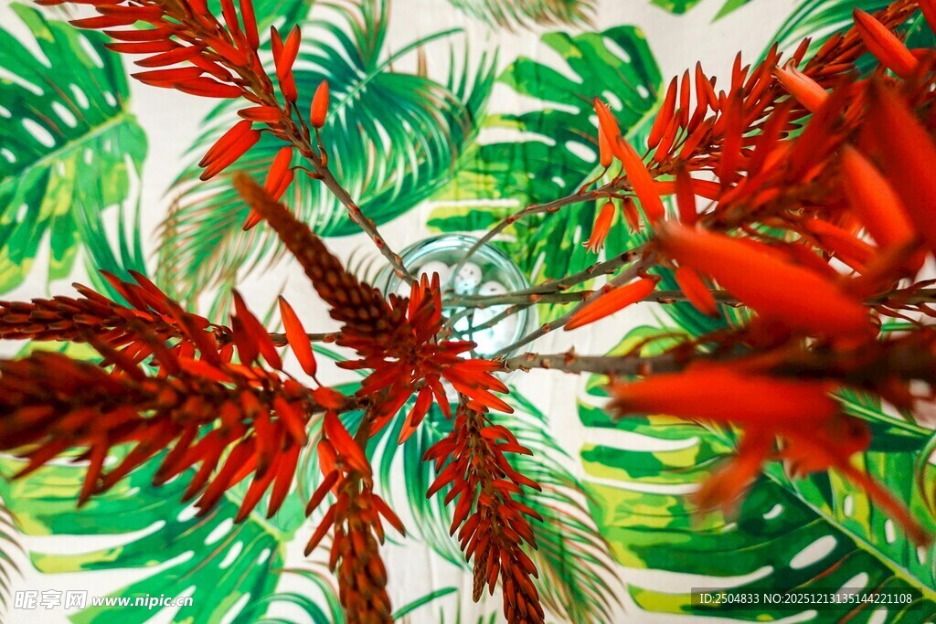 艳丽红植物与绿叶片