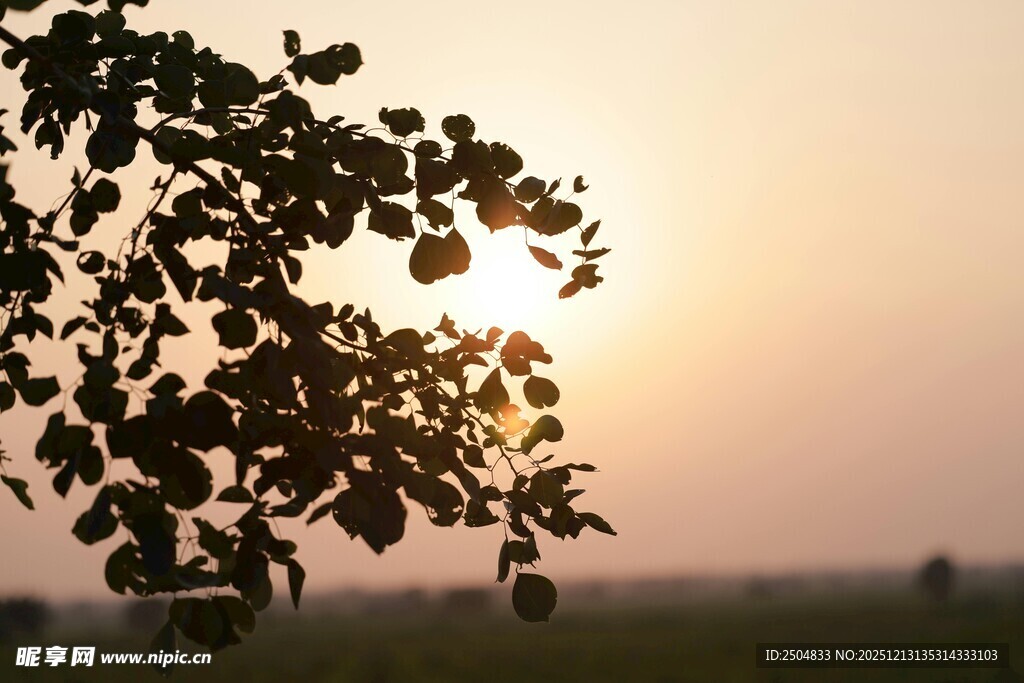 夕阳下的枝叶剪影