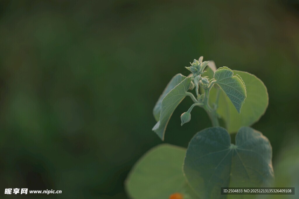 绿叶间的白色小花