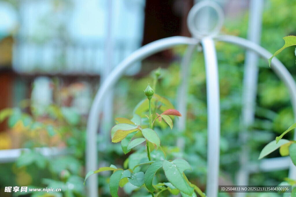 铁艺花架上的翠绿植物
