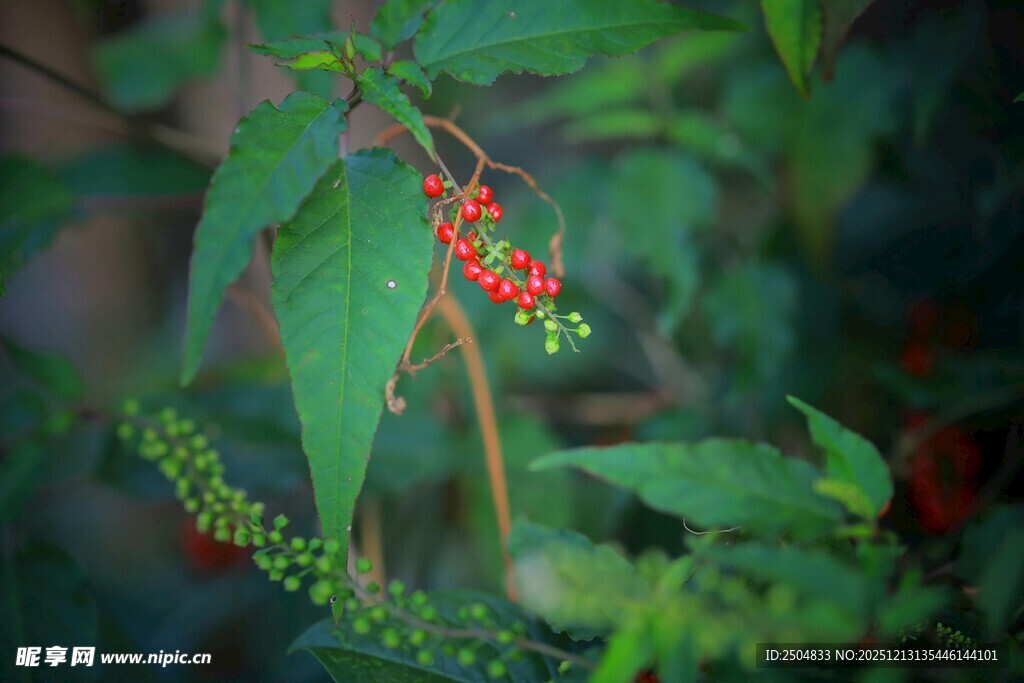 绿叶间的红果与绿果