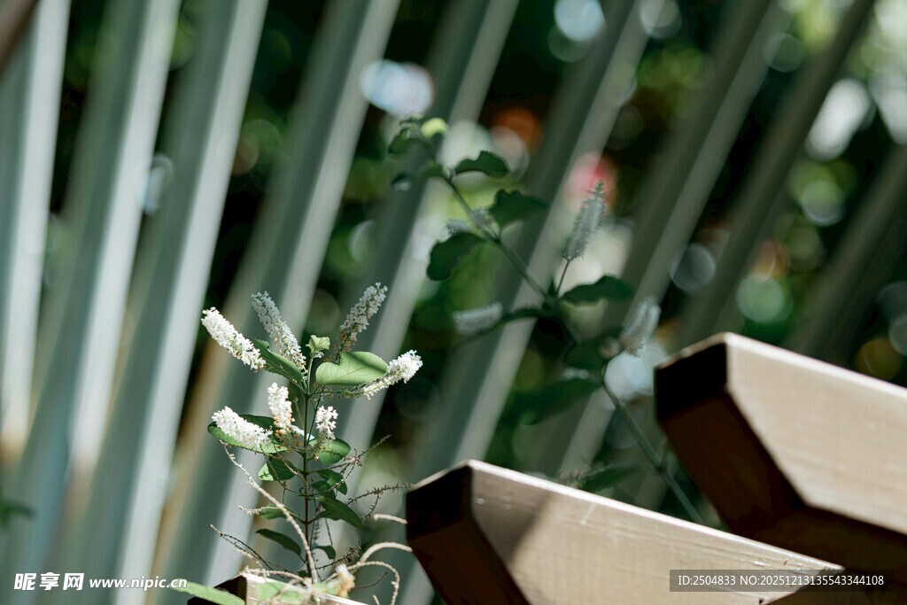 绿植旁的棕色物件特写