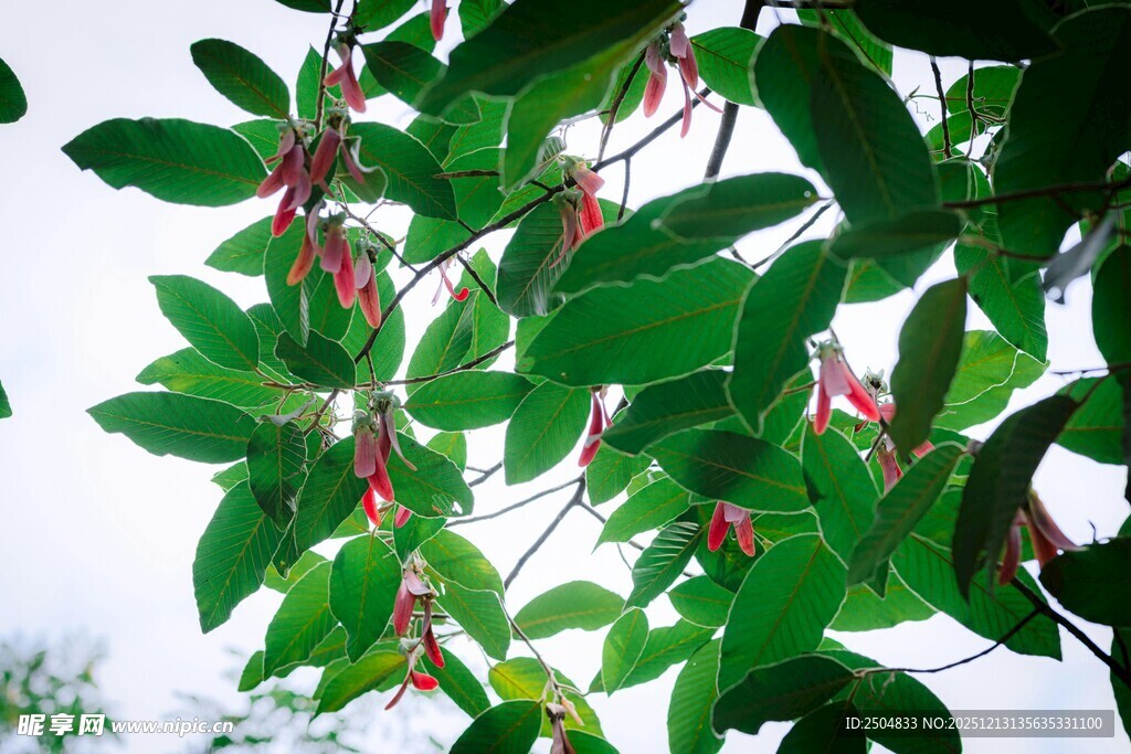 绿叶间的红色小花