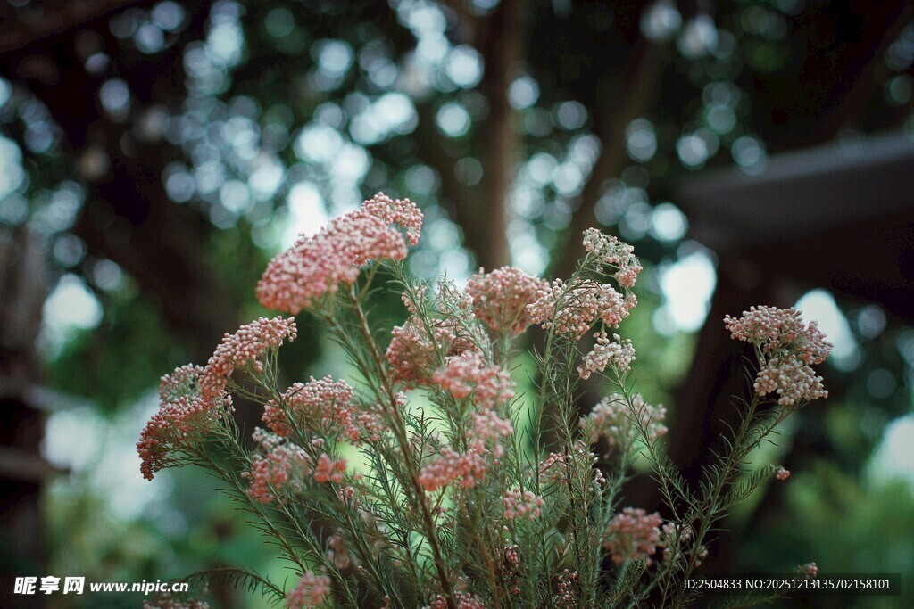绽放的粉色丛状花卉
