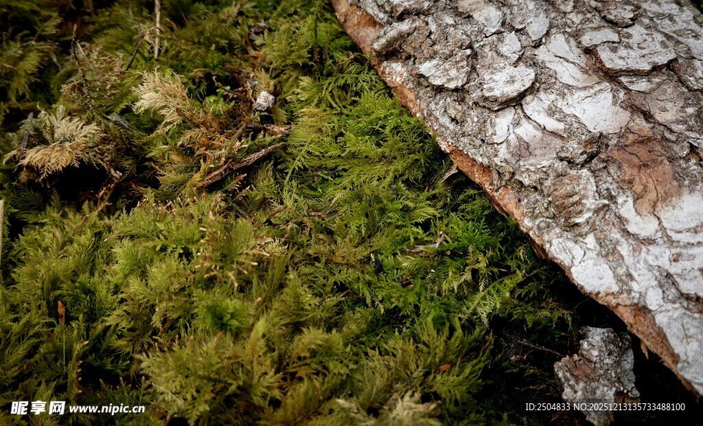 树皮旁翠绿的苔藓景观
