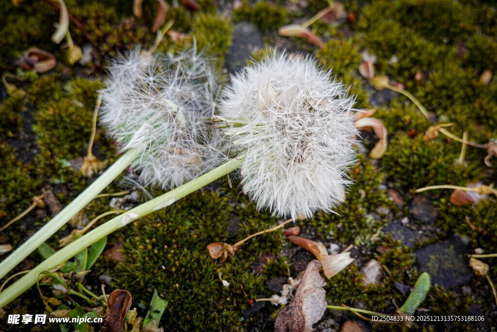 两朵蒲公英绽于青苔间