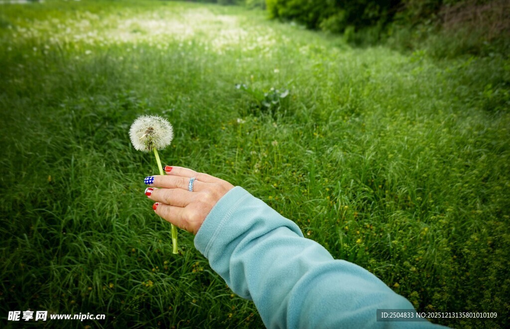 手捧蒲公英于绿野间