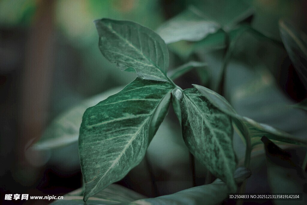 翠绿叶片特写