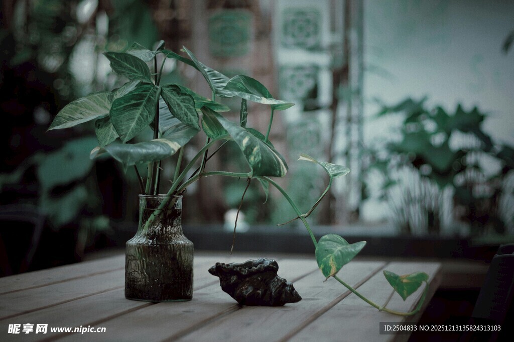 桌上绿植与相机的静谧画面