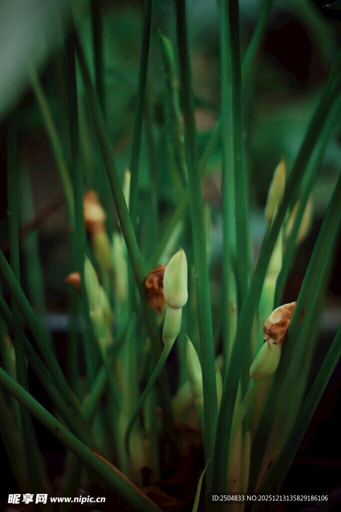 嫩绿兰花新芽生机满满