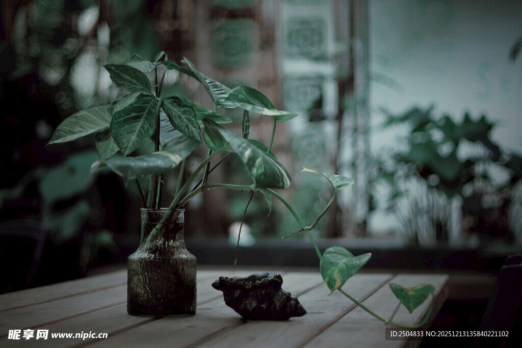 室内绿植摆件 清新小景