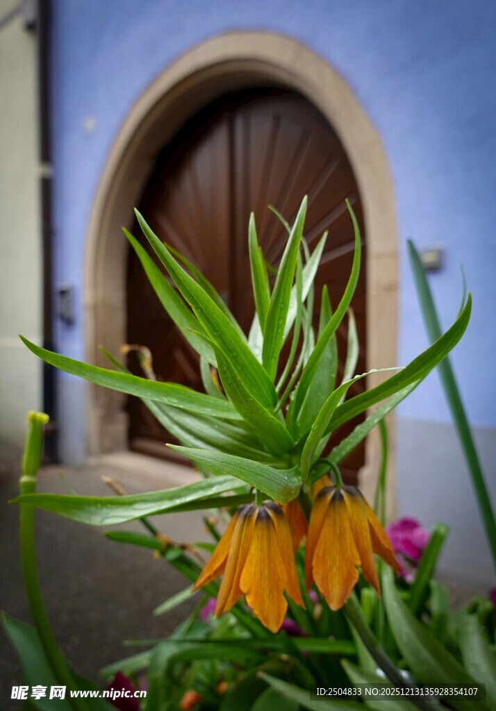 蓝墙前的多彩绿植花卉