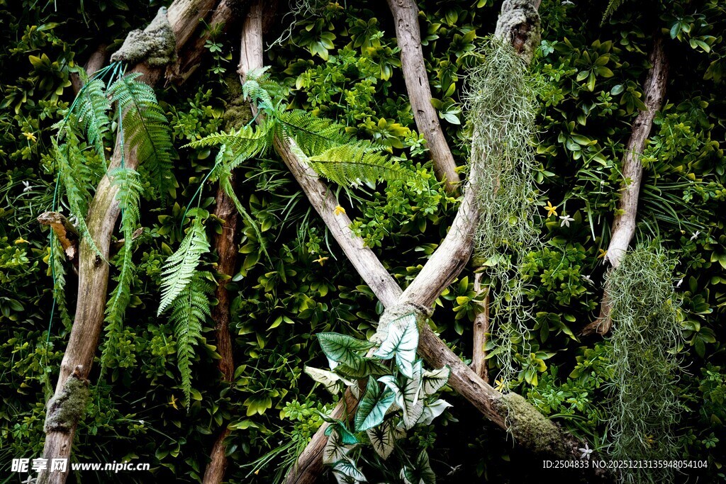 繁茂丛林中的缠绕植物