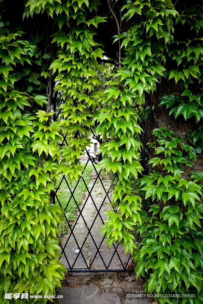 藤蔓缠绕的铁艺小门