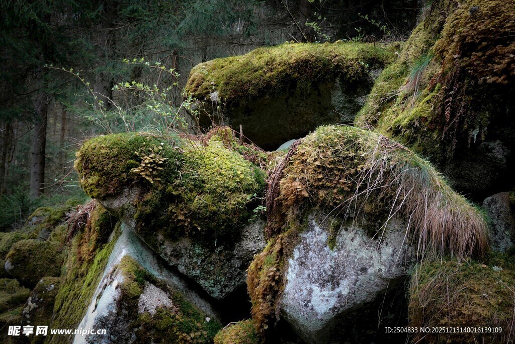 森林中长满苔藓的岩石