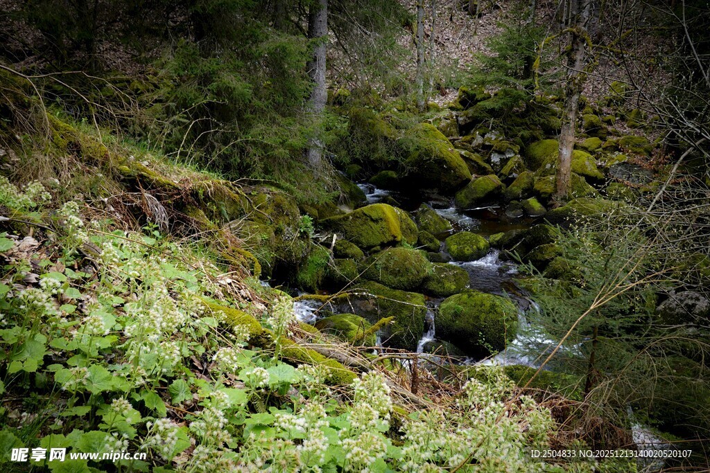 山间溪流旁的翠绿苔藓景观