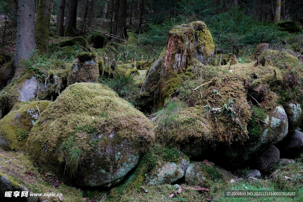 森林中覆满青苔的古老树桩