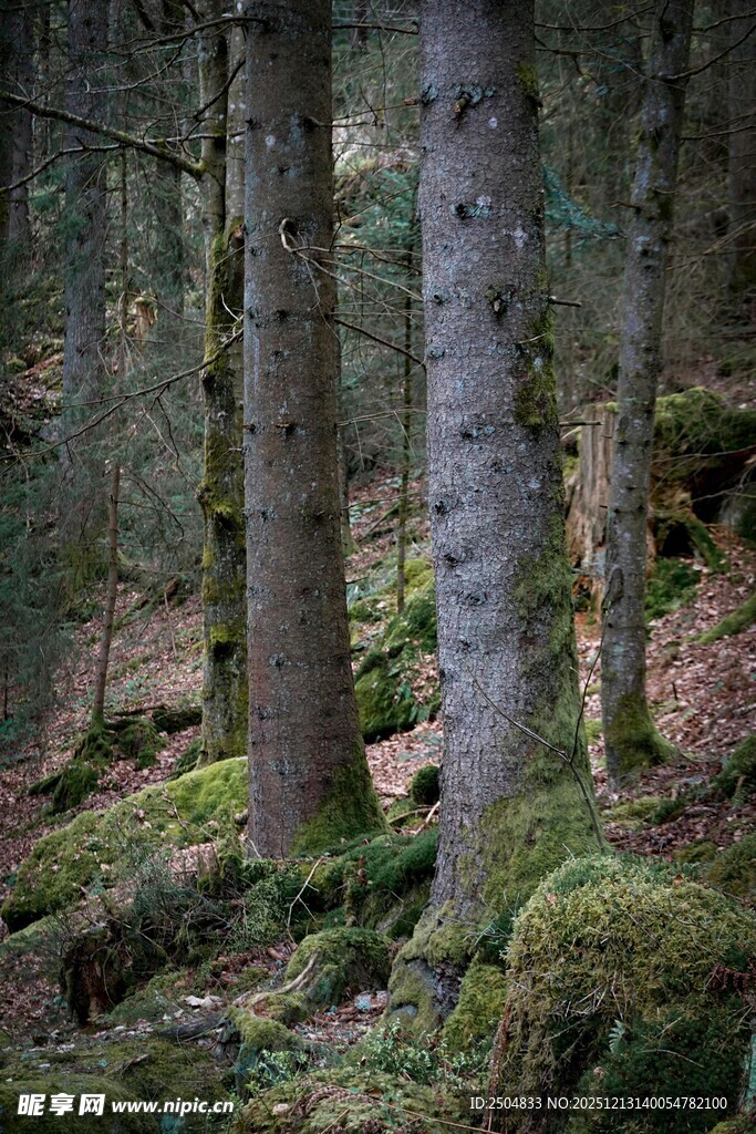 森林中的苔藓覆盖树木