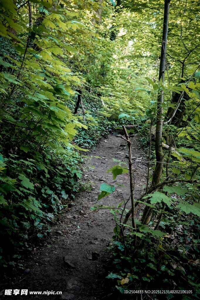 林间幽径 绿意盎然