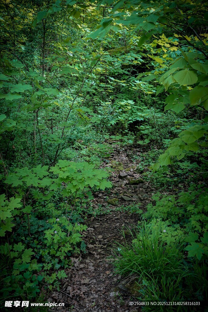 林间幽径绿意浓