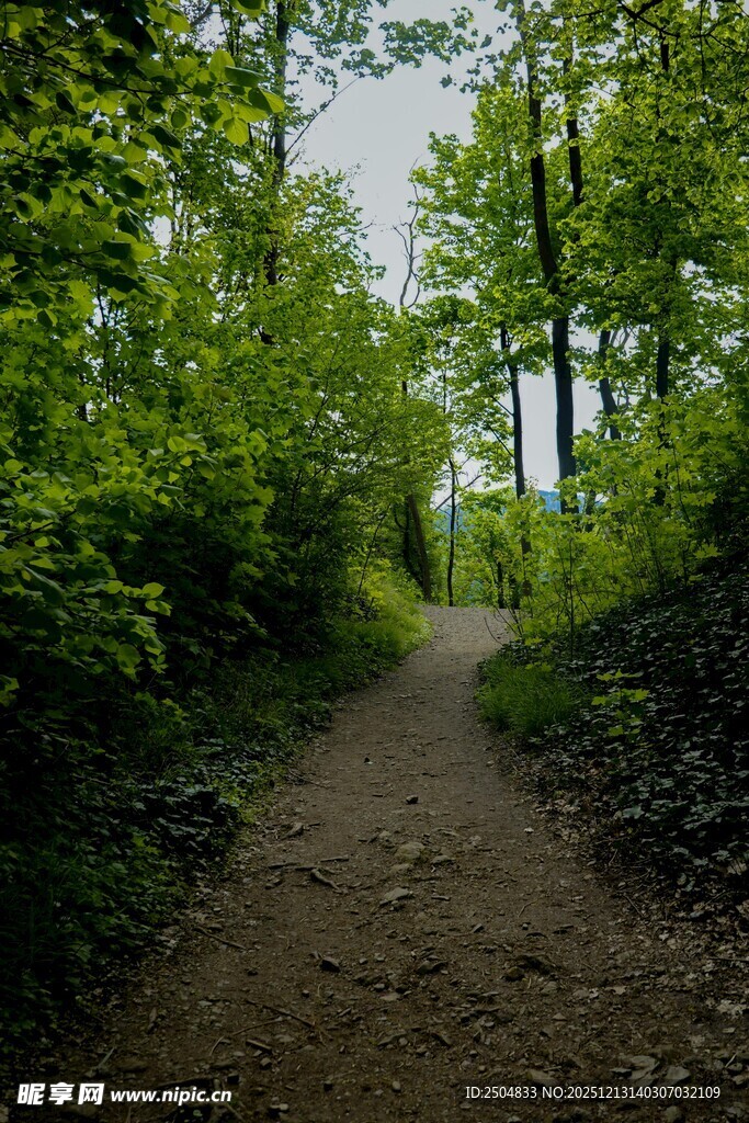 林间小径 绿意盎然