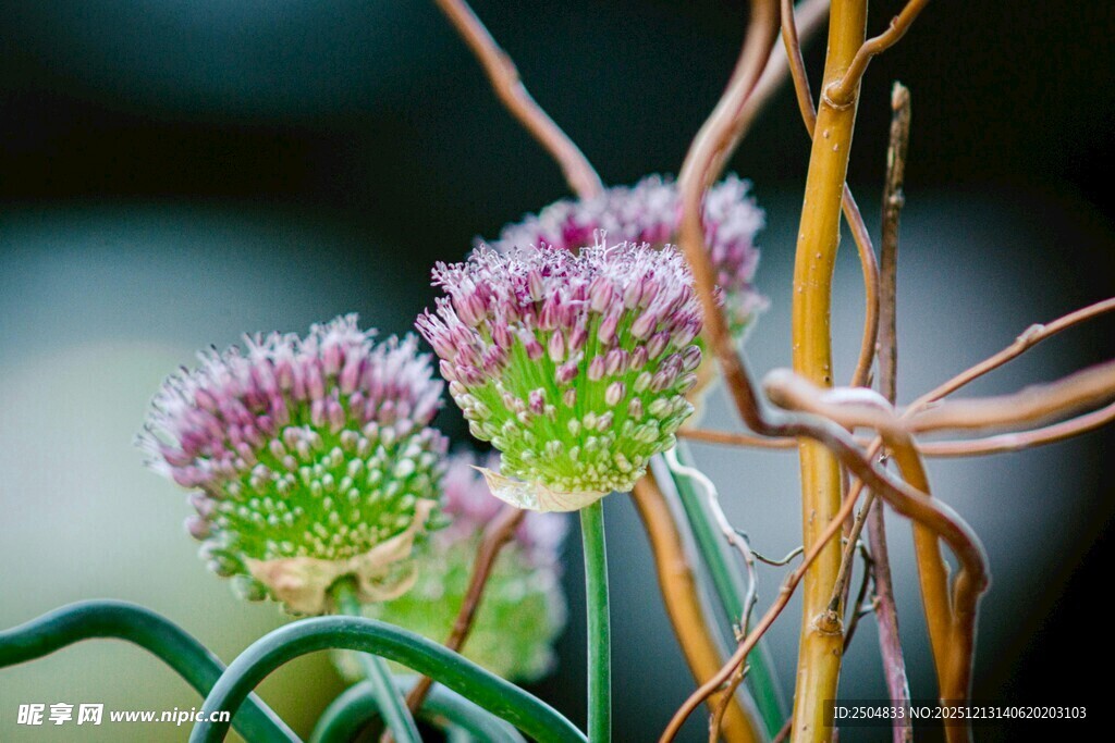 紫色葱属花卉特写