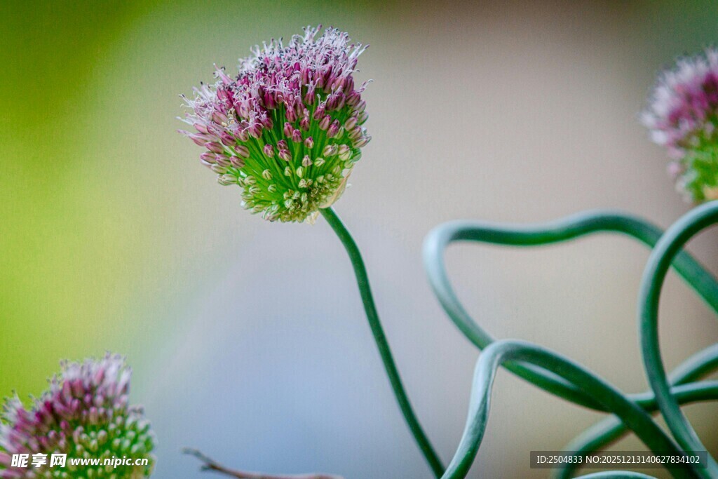 绽放的葱属花卉