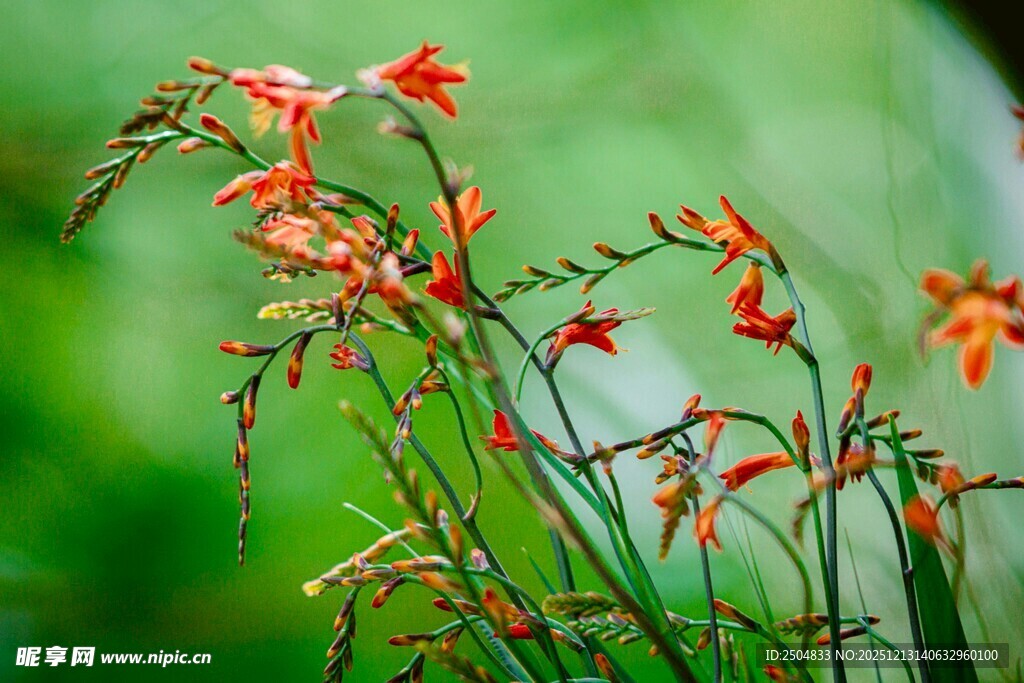 娇艳橙花绽放于绿意间