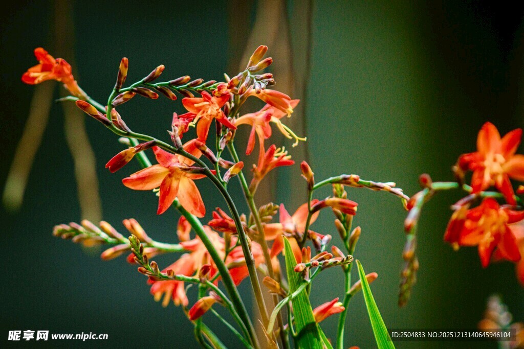 鲜艳绽放的橙红色花朵