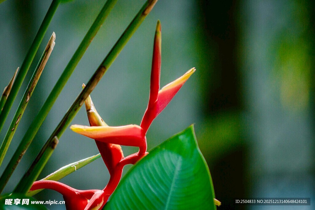 艳丽蝎尾蕉特写