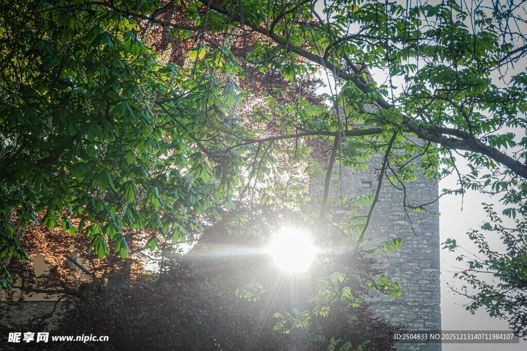 林间阳光穿透枝叶美景